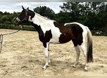 Zangersheider, Mare, 3 years, 15.1 hh, Pinto
