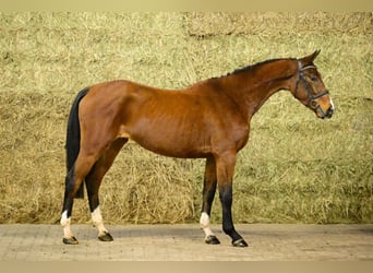 Zangersheider, Mare, 3 years, 15.2 hh, Brown