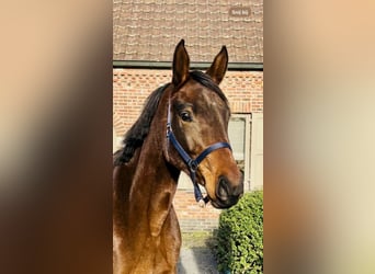 Zangersheider, Mare, 3 years, 15,2 hh, Brown