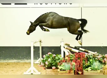 Zangersheider, Mare, 3 years, 15.2 hh, Brown