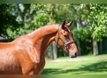Zangersheider, Mare, 3 years, 15.2 hh, Brown