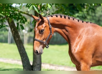 Zangersheider, Mare, 3 years, 15.2 hh, Brown