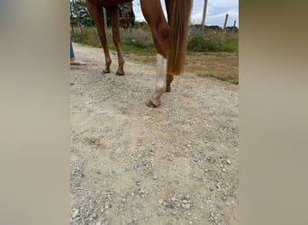 Zangersheider, Mare, 3 years, 15.2 hh, Chestnut-Red