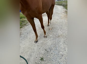 Zangersheider, Mare, 3 years, 15.2 hh, Chestnut-Red