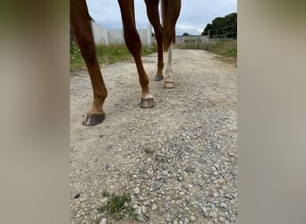 Zangersheider, Mare, 3 years, 15.2 hh, Chestnut-Red