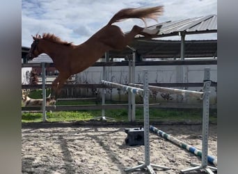 Zangersheider, Mare, 3 years, 15.2 hh, Chestnut-Red