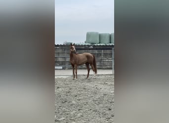 Zangersheider, Mare, 3 years, 15.2 hh, Chestnut-Red