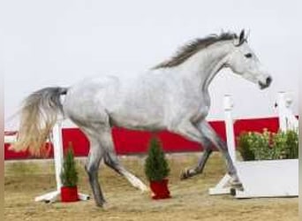 Zangersheider, Mare, 3 years, 15,2 hh, Gray