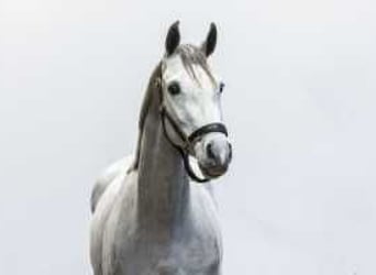 Zangersheider, Mare, 3 years, 15,2 hh, Gray