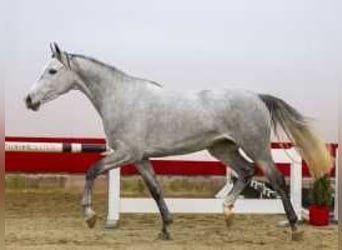 Zangersheider, Mare, 3 years, 15,2 hh, Gray