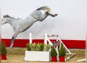 Zangersheider, Mare, 3 years, 15,2 hh, Gray