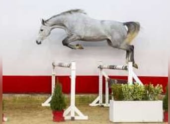 Zangersheider, Mare, 3 years, 15,2 hh, Gray