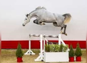 Zangersheider, Mare, 3 years, 15,2 hh, Gray