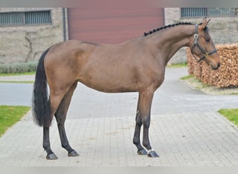 Zangersheider, Mare, 3 years, 15.3 hh, Bay