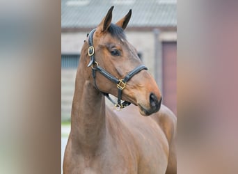 Zangersheider, Mare, 3 years, 15.3 hh, Bay