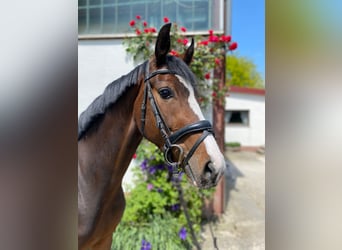 Zangersheider, Mare, 3 years, 15.3 hh, Brown