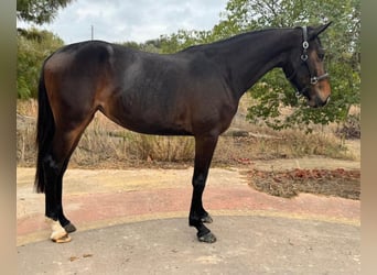 Zangersheider, Mare, 3 years, 15.3 hh, Brown