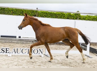 Zangersheider, Mare, 3 years, 15.3 hh, Chestnut-Red