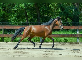 Zangersheider, Mare, 3 years, 15 hh, Brown