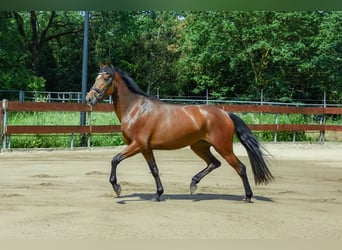 Zangersheider, Mare, 3 years, 15 hh, Brown