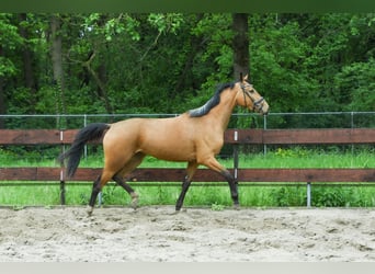 Zangersheider, Mare, 3 years, 15 hh, Buckskin