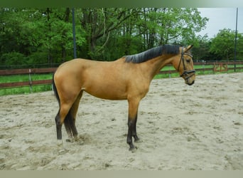Zangersheider, Mare, 3 years, 15 hh, Buckskin