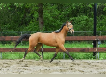 Zangersheider, Mare, 3 years, 15 hh, Buckskin