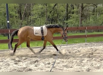Zangersheider, Mare, 3 years, 15 hh, Buckskin