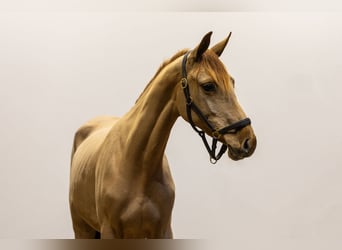 Zangersheider, Mare, 3 years, 15 hh, Chestnut