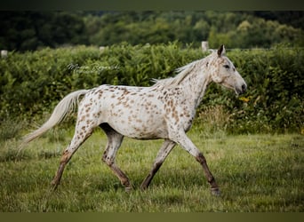 Zangersheider, Mare, 3 years, 15 hh, Leopard-Piebald