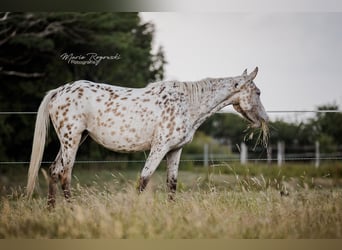 Zangersheider, Mare, 3 years, 15 hh, Leopard-Piebald