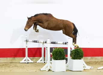 Zangersheider, Mare, 3 years, 15,1 hh, Brown