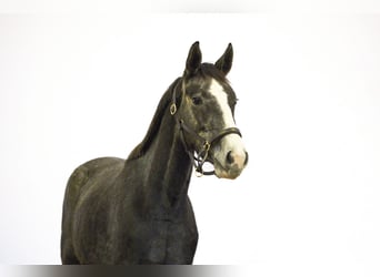 Zangersheider, Mare, 3 years, 15,1 hh, Grey