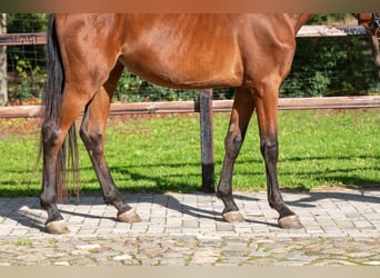 Zangersheider, Mare, 3 years, 15,2 hh, Brown