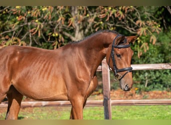 Zangersheider, Mare, 3 years, 15,2 hh, Brown