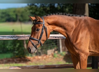 Zangersheider, Mare, 3 years, 15,2 hh, Brown