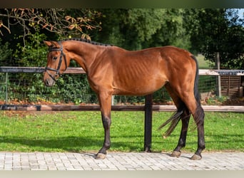 Zangersheider, Mare, 3 years, 15,2 hh, Brown