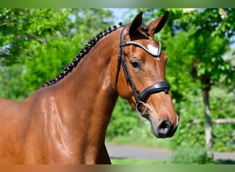 Zangersheider, Mare, 3 years, 15,2 hh, Brown