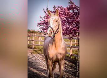Zangersheider, Mare, 3 years, 15,2 hh, Palomino