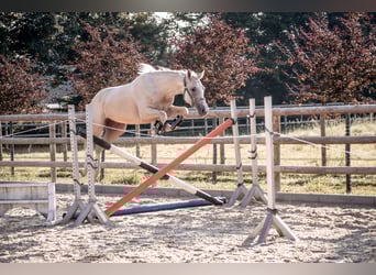 Zangersheider, Mare, 3 years, 15,2 hh, Palomino