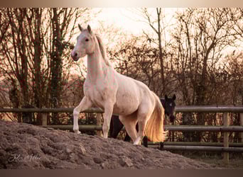 Zangersheider, Mare, 3 years, 15,2 hh, Palomino