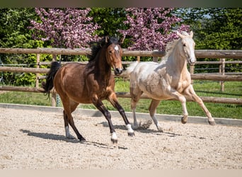 Zangersheider, Mare, 3 years, 15,2 hh, Palomino