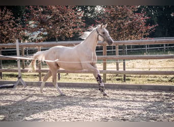 Zangersheider, Mare, 3 years, 15,2 hh, Palomino