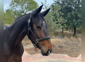 Zangersheider, Mare, 3 years, 15,3 hh, Brown