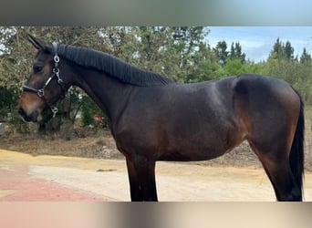 Zangersheider, Mare, 3 years, 15,3 hh, Brown