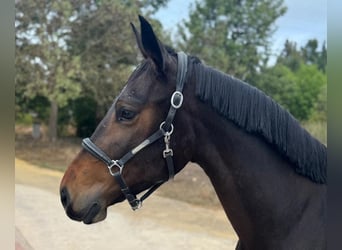 Zangersheider, Mare, 3 years, 15,3 hh, Brown