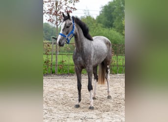 Zangersheider, Mare, 3 years, 15,3 hh, Gray