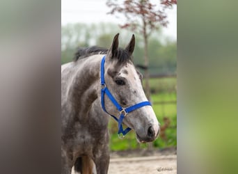 Zangersheider, Mare, 3 years, 15,3 hh, Gray