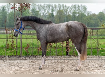 Zangersheider, Mare, 3 years, 15,3 hh, Gray