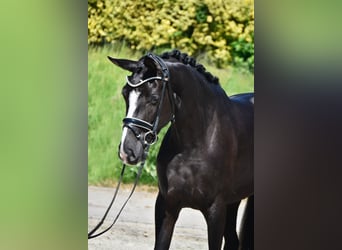 Zangersheider, Mare, 3 years, 16.1 hh, Black